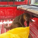 BKSDA Sultra Lepas Liarkan Kuskus di Hutan Nanga-Nanga BKSDA Sultra Lepas Liarkan Kuskus di Hutan Nanga-Nanga