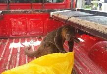 BKSDA Sultra Lepas Liarkan Kuskus di Hutan Nanga-Nanga BKSDA Sultra Lepas Liarkan Kuskus di Hutan Nanga-Nanga