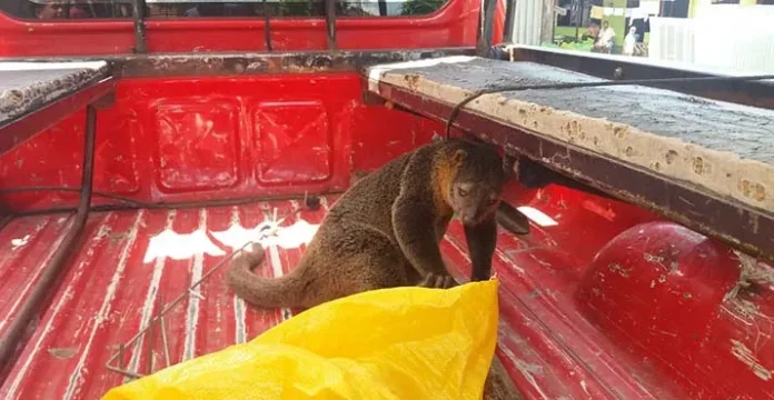 BKSDA Sultra Lepas Liarkan Kuskus di Hutan Nanga-Nanga