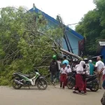 Pohon Tumbang di Baubau Nyaris Timpa Seorang Siswa SD