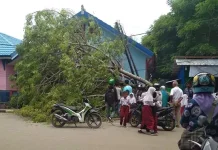 Pohon Tumbang di Baubau Nyaris Timpa Seorang Siswa SD
