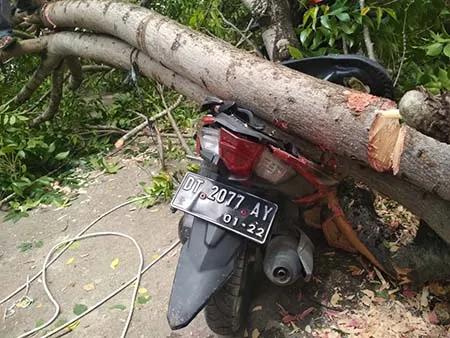 Pohon Tumbang di Baubau Nyaris Timpa Seorang Siswa SD