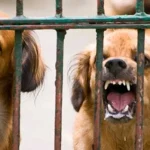 Cegah Rabies, Dinas Pertanian Baubau Akan Musnahkan Anjing Liar Cegah Rabies, Dinas Pertanian Baubau Akan Musnahkan Anjing Liar