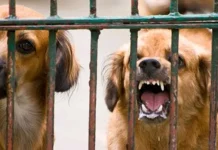 Bisa Sebabkan Kematian, Berikut Gelaja Penyakit Rabies Cegah Rabies, Dinas Pertanian Baubau Akan Musnahkan Anjing Liar