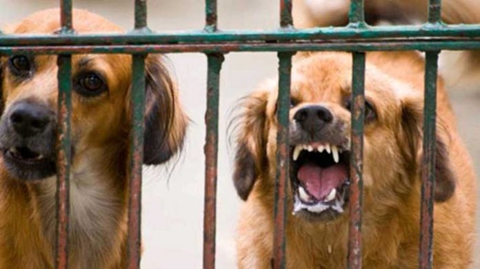 Cegah Rabies, Dinas Pertanian Baubau Akan Musnahkan Anjing Liar