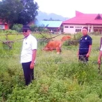 Pemda Konut Tangkap 5 Ekor Ternak, Pemilik Didenda Rp500 Ribu Pemda Konut Tangkap 5 Ekor Ternak, Pemilik Didenda Rp500 Ribu