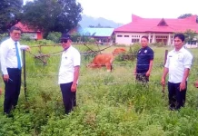 Pemda Konut Tangkap 5 Ekor Ternak, Pemilik Didenda Rp500 Ribu Pemda Konut Tangkap 5 Ekor Ternak, Pemilik Didenda Rp500 Ribu