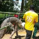 BKSDA Sultra Lepas Liarkan Buaya Rawa Sepanjang 3 Meter BKSDA Sultra Lepas Liarkan Buaya Rawa Sepanjang 3 Meter