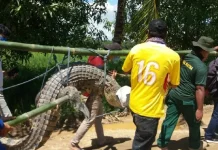 BKSDA Sultra Lepas Liarkan Buaya Rawa Sepanjang 3 Meter BKSDA Sultra Lepas Liarkan Buaya Rawa Sepanjang 3 Meter
