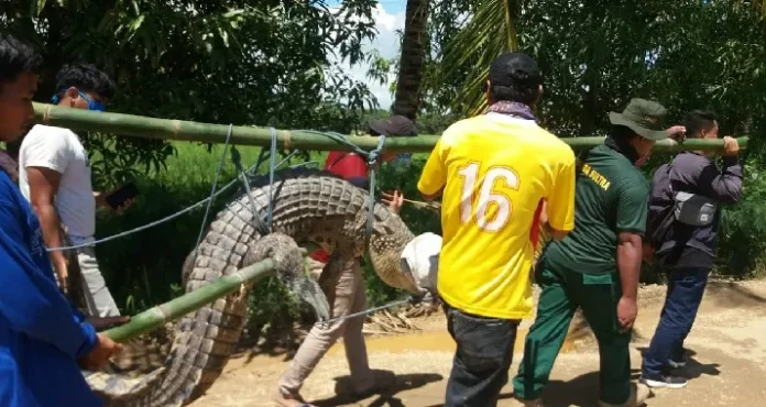 BKSDA Sultra Lepas Liarkan Buaya Rawa Sepanjang 3 Meter