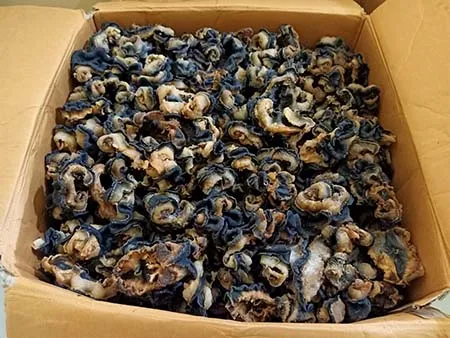 BKSDA Amankan 207 Kg Kima Kering Selundupan dari Wakatobi