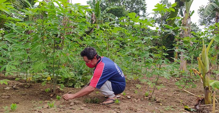 Kisah La Jara, ODP Corona Asal Buton yang Isolasi Diri di Kebun