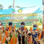 Panen Raya Jagung, Ruksamin: Ini Langkah Mencegah Corona Panen Raya Jagung, Ruksamin: Ini Langkah Mencegah Corona