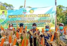 Panen Raya Jagung, Ruksamin: Ini Langkah Mencegah Corona Panen Raya Jagung, Ruksamin: Ini Langkah Mencegah Corona