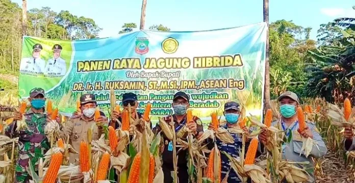 Panen Raya Jagung, Ruksamin: Ini Langkah Mencegah Corona