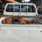 Polres Konsel Tangkap Enam Orang Pencuri Sapi