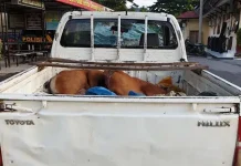 Polres Konsel Tangkap Enam Orang Pencuri Sapi