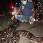 Warga Mubar Temukan Ular Piton Sepanjang 8 Meter Warga Mubar Temukan Ular Piton Sepanjang 8 Meter