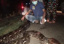 Warga Mubar Temukan Ular Piton Sepanjang 8 Meter Warga Mubar Temukan Ular Piton Sepanjang 8 Meter