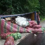 Truk Pengangkut 7 Ton Sayur Terguling di Kolaka Utara Truk Pengangkut 7 Ton Sayur Terguling di Kolaka Utara