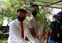 Polisi Tangkap Pemilik Pohon Ganja di Kendari