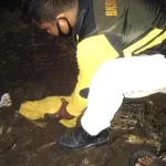 Buaya Muara 1,4 Meter dari Konut Dievakuasi ke Kendari Buaya Muara 1,4 Meter dari Konut Dievakuasi ke Kendari