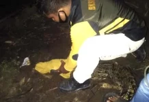 Buaya Muara 1,4 Meter dari Konut Dievakuasi ke Kendari Buaya Muara 1,4 Meter dari Konut Dievakuasi ke Kendari