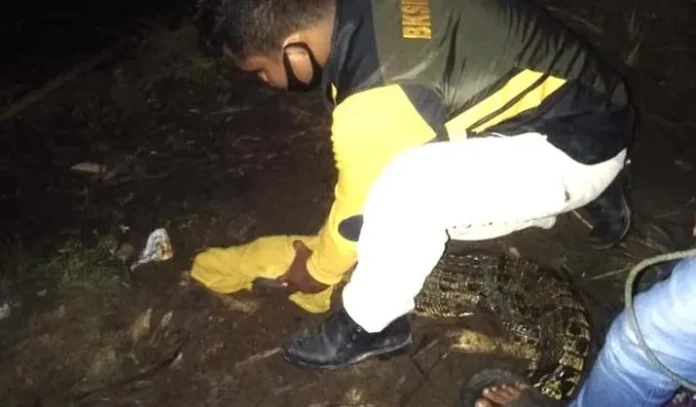 Buaya Muara 1,4 Meter dari Konut Dievakuasi ke Kendari