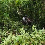 Mobil Dinas Camat Pasarwajo Jatuh ke Jurang Mobil Dinas Camat Pasarwajo Jatuh ke Jurang