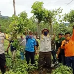 Atasi Prekonomian di Tengah Covid, Warga Aseminunulai Konut Tanam Nilam Atasi Prekonomian di Tengah Covid, Warga Aseminunulai Konut Tanam Nilam