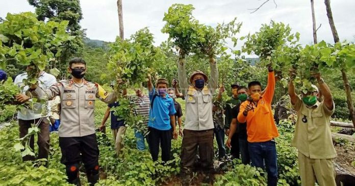 Atasi Prekonomian di Tengah Covid, Warga Aseminunulai Konut Tanam Nilam