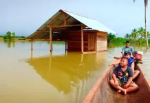 Padi Petani di Konut Diterjang Banjir, Kerugian Capai Ratusan Juta Padi Petani di Konut Diterjang Banjir, Kerugian Capai Ratusan Juta