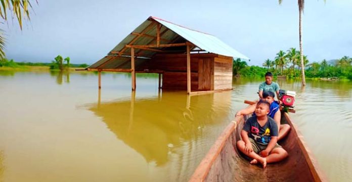Padi Petani di Konut Diterjang Banjir, Kerugian Capai Ratusan Juta
