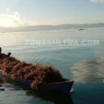 New Normal, Petani Rumput Laut di Muna Mulai Produktif New Normal, Petani Rumput Laut di Muna Mulai Produktif