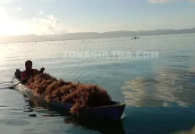 New Normal, Petani Rumput Laut di Muna Mulai Produktif New Normal, Petani Rumput Laut di Muna Mulai Produktif