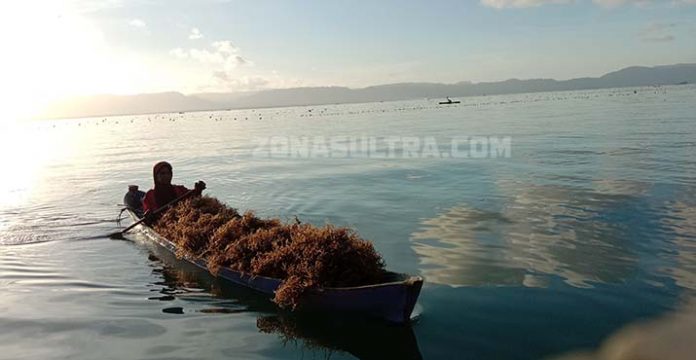 New Normal, Petani Rumput Laut di Muna Mulai Produktif