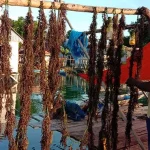 Rumput Laut Muna Sumbang PDRB Rp 300 Miliar New Normal, Petani Rumput Laut di Muna Mulai Produktif
