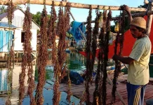 Rumput Laut Muna Sumbang PDRB Rp 300 Miliar New Normal, Petani Rumput Laut di Muna Mulai Produktif