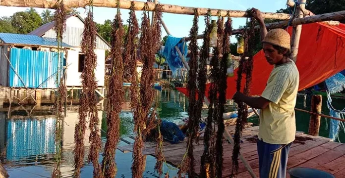 petani_rumputlaumuna1 New Normal, Petani Rumput Laut di Muna Mulai Produktif