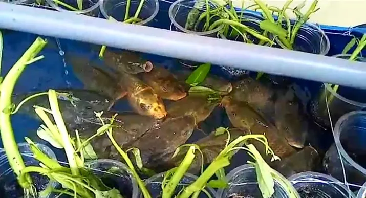 Kapolres Konut Olah Lahan Kosong Jadi Lokasi Budidaya Ikan dan Sayur