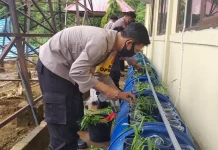 Kapolres Konut Olah Lahan Kosong Jadi Lokasi Budidaya Ikan dan Sayur Kapolres Konut Olah Lahan Kosong Jadi Lokasi Budidaya Ikan dan Sayur