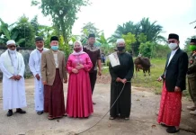 Pemkab Konsel Kurban 14 Ekor Sapi di Hari Raya Iduladha 1441 Hijriah Pemkab Konsel Kurban 14 Ekor Sapi di Hari Raya Iduladha 1441 Hijriah