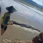 Buaya Berukuran 3 Meter Terjebak di Lahan Sawah Warga Ladongi Buaya Berukuran 3 Meter Terjebak di Lahan Sawah Warga Ladongi