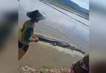 Buaya Berukuran 3 Meter Terjebak di Lahan Sawah Warga Ladongi Buaya Berukuran 3 Meter Terjebak di Lahan Sawah Warga Ladongi