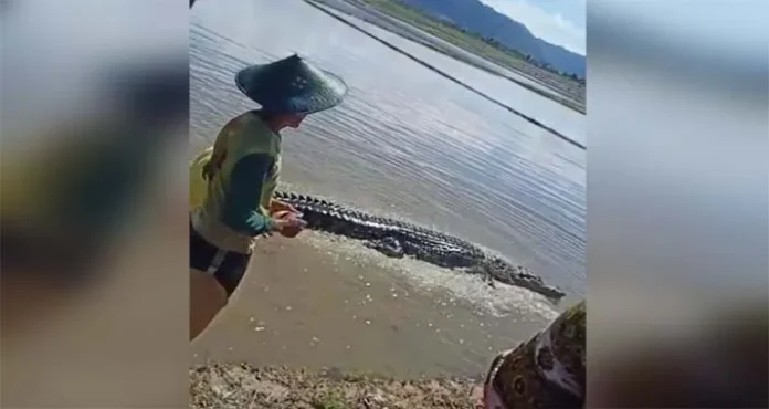buaya Buaya Berukuran 3 Meter Terjebak di Lahan Sawah Warga Ladongi