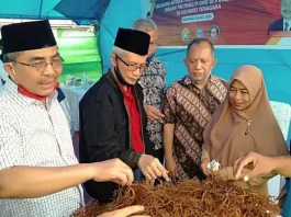Bibit Kultur Jaringan Rumput Laut Dikembangkan di Butur Bibit Kultur Jaringan Rumput Laut Dikembangkan di Butur