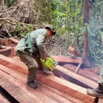 BKSDA Sultra Musnahkan Kayu Hitam di SM Tanjung Peropa BKSDA Sultra Musnahkan Kayu Hitam di SM Tanjung Peropa