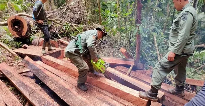 BKSDA Sultra Musnahkan Kayu Hitam di SM Tanjung Peropa