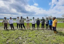 Kementan Siapkan Konsel Jadi Sentra Baru Jagung di Sultra Kementan Siapkan Konsel Jadi Sentra Baru Jagung di Sultra