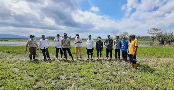 Kementan Siapkan Konsel Jadi Sentra Baru Jagung di Sultra